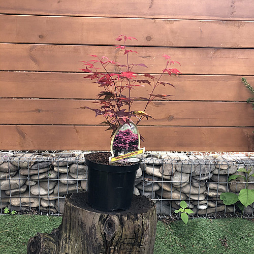 Японский клен Rovinsky Garden (Japanese maple) Atropurpureum 50-70 см (объем горшка 0.8 л) RG002-1