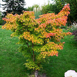 Японский клен Rovinsky Garden (Japanese maple) Orange Dream 30-40 см (объем горшка 0.75 л)