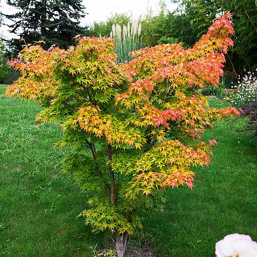 Японский клен Rovinsky Garden (Japanese maple) Orange Dream 30-40 см (объем горшка 0.75 л)