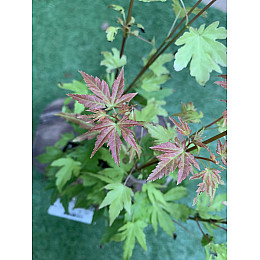 Японський клен Rovinsky Garden (Japanese maple) Orange Dream 30-40 см (об'єм горщика 0.75 л)