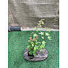 Японский клен Rovinsky Garden (Japanese maple) Orange Dream 30-40 см (объем горшка 0.75 л)
