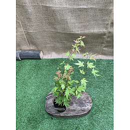 Японський клен Rovinsky Garden (Japanese maple) Orange Dream 30-40 см (об'єм горщика 0.75 л)