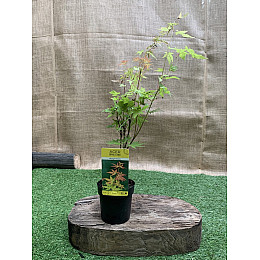Японський клен Rovinsky Garden (Japanese maple) Orange Dream 30-40 см (об'єм горщика 0.75 л)