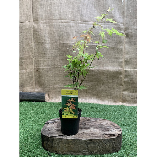 Японский клен Rovinsky Garden (Japanese maple) Orange Dream 30-40 см (объем горшка 0.75 л)