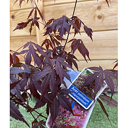 Японский клен Rovinsky Garden (Japanese maple) Atropurpureum 70-90 см (объем горшка 3 л) RG001