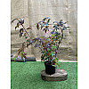 Японский клен Rovinsky Garden (Japanese maple) Atropurpureum 70-90 см (объем горшка 3 л) RG001