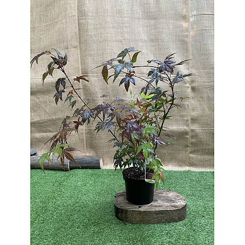 Японский клен Rovinsky Garden (Japanese maple) Atropurpureum 70-90 см (объем горшка 3 л) RG001