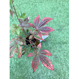 Японський клен Rovinsky Garden (Japanese maple) Atropurpureum 70-90 см (об'єм горщика 3 л) RG001
