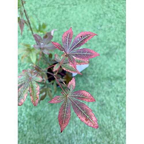 Японский клен Rovinsky Garden (Japanese maple) Atropurpureum 70-90 см (объем горшка 3 л) RG001