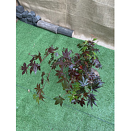 Японський клен Rovinsky Garden (Japanese maple) Atropurpureum 70-90 см (об'єм горщика 3 л) RG001