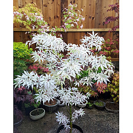 Японський клен Rovinsky Garden (Japanese maple) Ukigomo 60-70 см (об'єм горщика 3 л) RG025