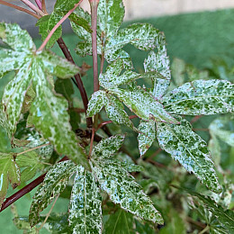 Японський клен Rovinsky Garden (Japanese maple) Ukigomo 60-70 см (об'єм горщика 3 л) RG025