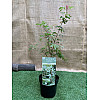 Японський клен Rovinsky Garden (Japanese maple) Ukigomo 60-70 см (об'єм горщика 3 л) RG025