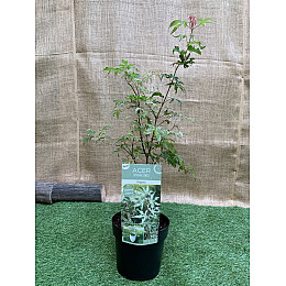 Японський клен Rovinsky Garden (Japanese maple) Ukigomo 60-70 см (об'єм горщика 3 л) RG025