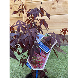 Японський клен Rovinsky Garden (Japanese maple) Atropurpureum 30-40 см (об'єм горщика 0,8 л) RG002