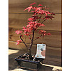 Японский клен Rovinsky Garden Japanese maple Bonsai Atropurpureum 25-35 см RG010