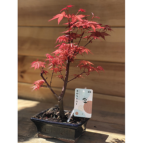 Японский клен Rovinsky Garden Japanese maple Bonsai Atropurpureum 25-35 см RG010