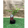 Японский клен Rovinsky Garden Japanese maple Bonsai Atropurpureum 25-35 см RG010