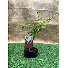 Японський клен Rovinsky Garden Japanese maple Bonsai Atropurpureum 25-35 см RG010