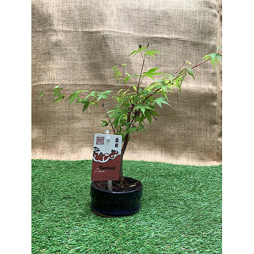 Японский клен Rovinsky Garden Japanese maple Bonsai Atropurpureum 25-35 см RG010