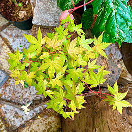 Японський клен Rovinsky Garden Japanese maple Bonsai Atropurpureum 25-35 см RG010