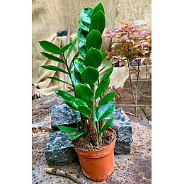 Замиокулькас Rovinsky Garden Долларовое дерево 30 - 40 см (0.85 л)