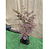 Японский клен Japanese maple, acer palmatum Atropurpureum Rovinsky Garden 1,3-1,5 м 10л (RG067)