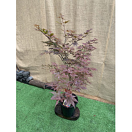 Японский клен Japanese maple, acer palmatum Atropurpureum Rovinsky Garden 1,3-1,5 м 10л (RG067)