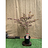 Японский клен Japanese maple, acer palmatum Atropurpureum Rovinsky Garden 1,3-1,5 м 10л (RG067)