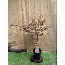 Японский клен Japanese maple, acer palmatum Atropurpureum Rovinsky Garden 1,3-1,5 м 10л (RG067)