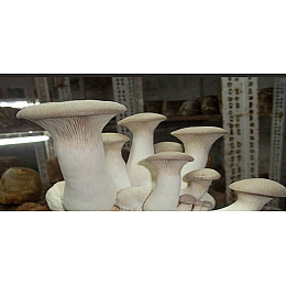 Мицелий Эринги зерновой Mine 1 кг (hub_zonr8a)