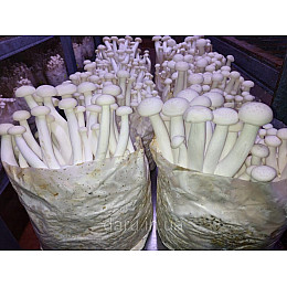 Грибний блок Шимеджі HYPSIZYGUS MARMOREUS Minerva Буковий гриб (hub_xzmydj)