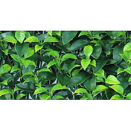 Декоративне зелене покриття Engard "Молодий лист" 50х50 см (GCK-05)