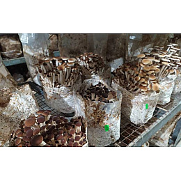 Грибний блок Опёнок Agrozibe Тополиний Агроцибе (hub_l8omwq)