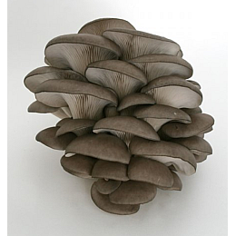 Мицелий Вешенки 6 кг (hub_of00cm)