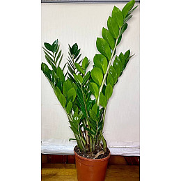 Долларовое дерево Rovinsky Garden Замиокулькас 50-60 см Горшок 3 л (RG147-2)