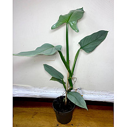 Филодендрон Silver Queen Grey, высота 40-50 см, объём горшка 0,6л (RG565)