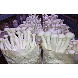 Мицелий Опенок мраморный Шимеджи Буковый гриб 1кг (hub_ndelwd)