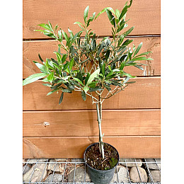 Оливкове дерево Rovinsky Garden Olea europaea 50-60 см 3л (RG224-1)