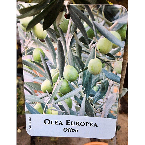 Оливкове дерево Rovinsky Garden Olea europaea 50-60 см 3л (RG224-1)
