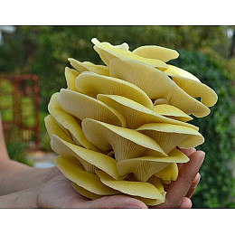 Мицелий грибов Насіння країни Вешенка лимонная 10 г