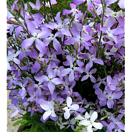 Семена Маттиола Насіння країни Ночная фиалка 0,5 г