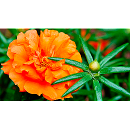 Семена Портулак Насіння країни Махровый 0,05 г 500 шт