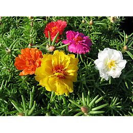 Семена Портулак Насіння країни Махровый 0,05 г 500 шт