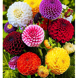 Семена Цинния Насіння країни Помпонная 0,5 г