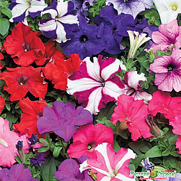 Семена Петуния Насіння країни Смесь 1 г 10 000 шт