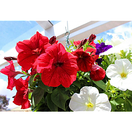 Семена Петуния Насіння країни Смесь 1 г 10 000 шт