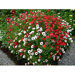 Семена цветов Насіння Країни Лен красный 1 г