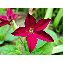 Семена Табак душистый Насіння Країни 0.1 г