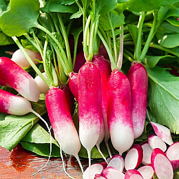 Насіння редиски Насіння країни 18 днів 0,5 кг